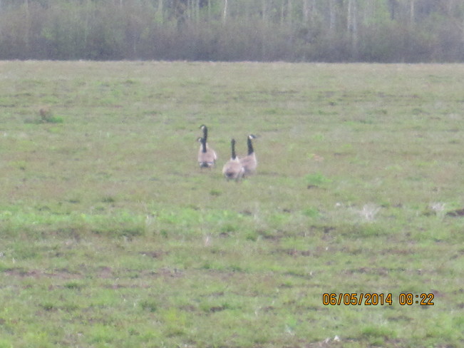 Famille d Outardes ... 