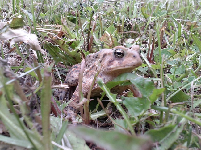 Frog found in my back yard Etobicoke, Toronto, ON