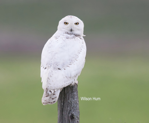 Snowy Owl in June Ottawa, ON