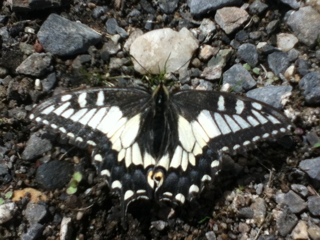 sunbathing butterfly South Vernon, British Columbia Canada