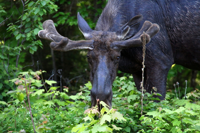Moose of Algonquin Park Fergus, ON