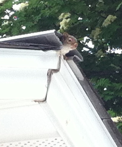 Squirrel had babies in shed Moncton, New Brunswick Canada