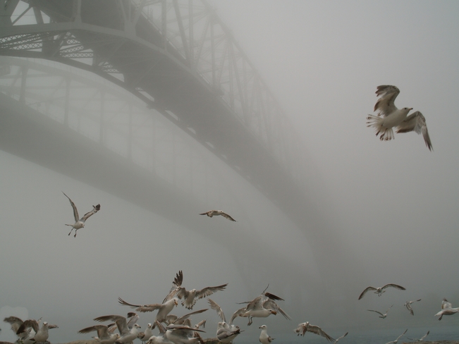 foggy birds Sarnia, ON