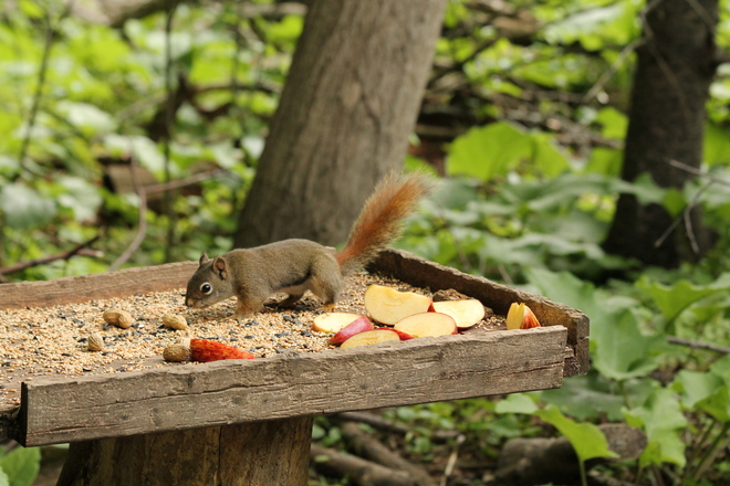 Buffet fit for a squirrel! Kingston, ON