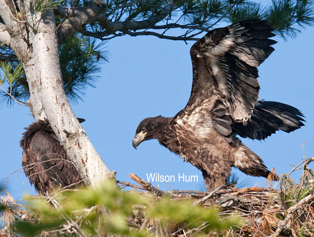 Young bald eagle flexes its wings Ottawa, ON