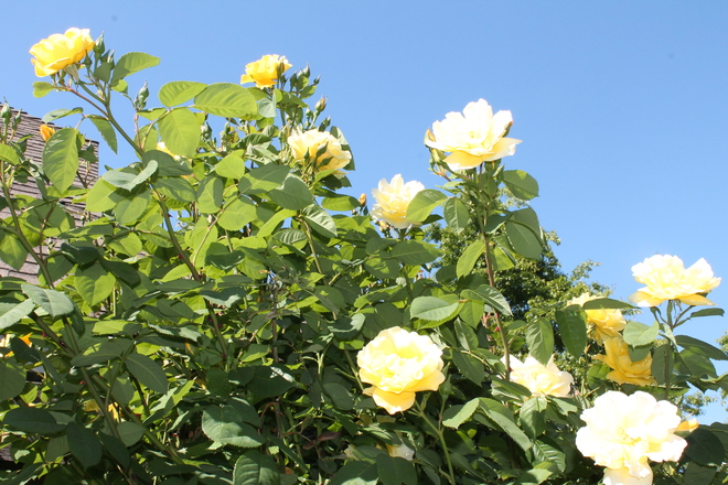 Roses Surrey, BC