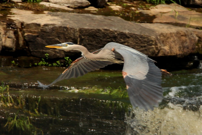 Great blue heron at the falls Greater Napanee, ON