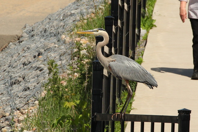 Great blue heron Greater Napanee, ON