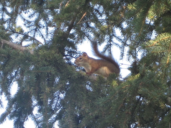 Squirrel in a tree 