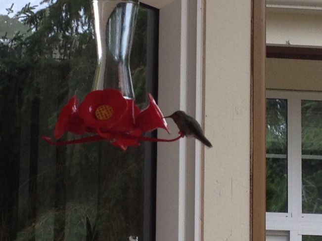 Hummingbird............... Surrey, British Columbia Canada