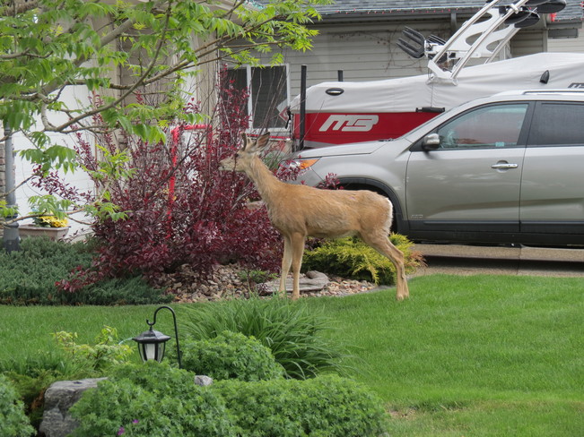 A deer having a neighbourly snack Fort Saskatchewan, AB