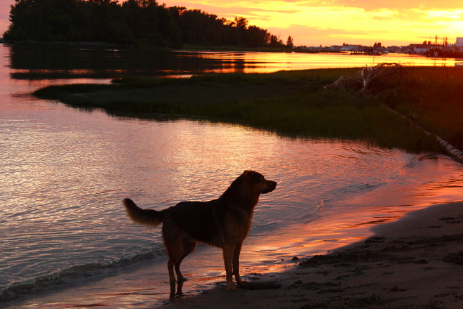 Richmond dog Bart enjoying the wonderful sunset richmond bc