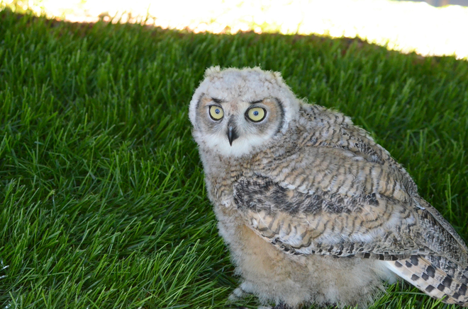 great horned owl Alberta