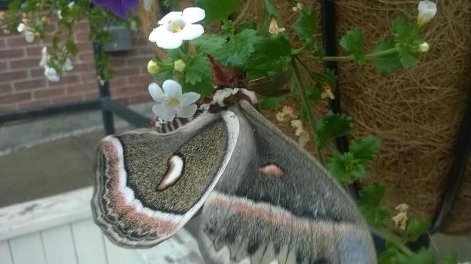 The HUGE beautiful moth on the beautiful flowers this morning South Algonquin Eatery And Pub, Bridge Street West, Bancroft, ON