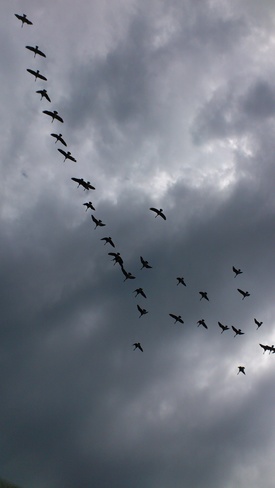 Canada geese heading north and looks a storm is brewing. Iroquois Falls, ON