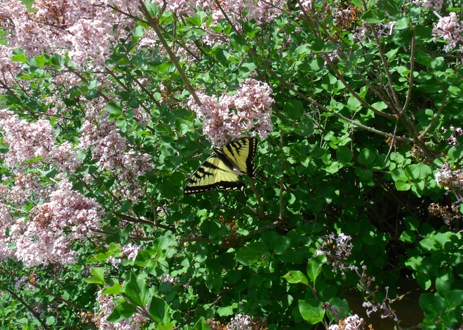 Beautiful Butterfly Tuesday June 10 Madoc, ON