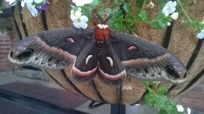 HUGE beautiful Moth today hanging out of the rain. South Algonquin Eatery And Pub, Bridge Street West, Bancroft, ON