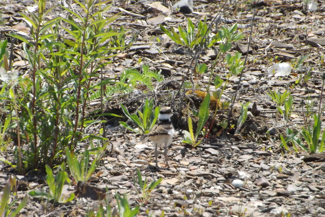 killdeer chick Thunder Bay, ON