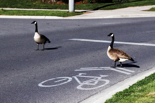 No Goose lane ?!!...so I stop the traffic ! Richmond Hill, ON