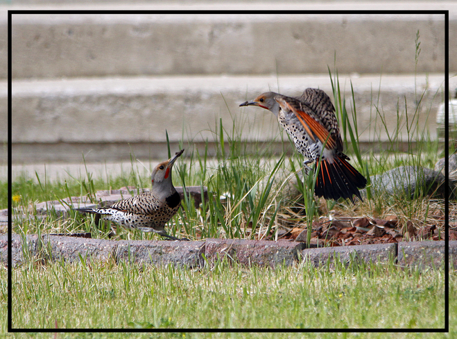 Red shafted flickers Lethbridge, AB