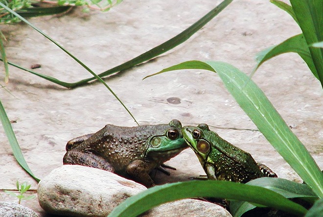 Kissing Frogs at Pond London, ON