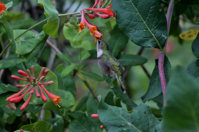Hummingbird enjoying Honeysuckle Picton, ON