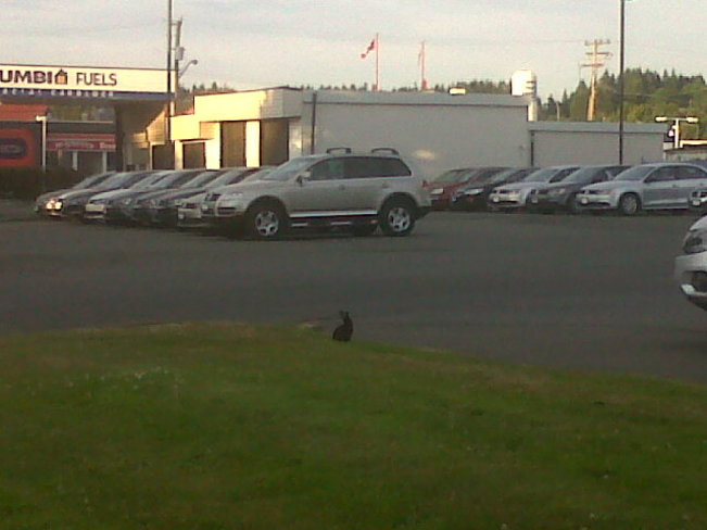 Rabbit checking out cars Comox Valley, British Columbia Canada