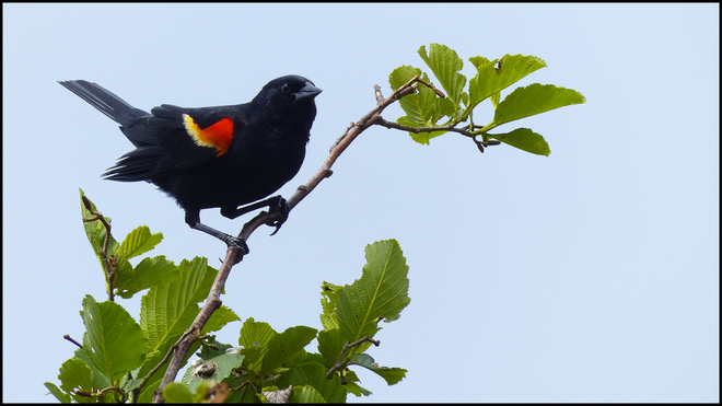 Red Winged Black bird, Sheriff Creek. 