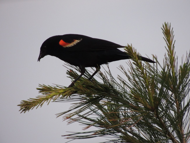 Red winged black bird 138-186 Saint John's SideRoad, Aurora, ON L4G 6T6, Canada