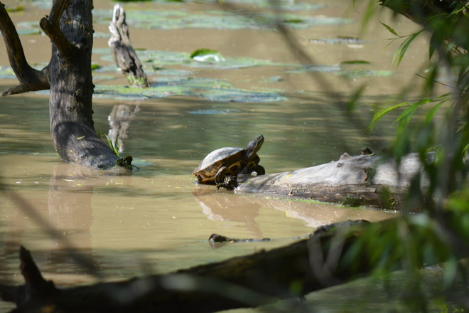 Turtles, frog and chipmunk! St. Catharines, ON