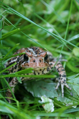 Little Toad Englehart, Ontario Canada