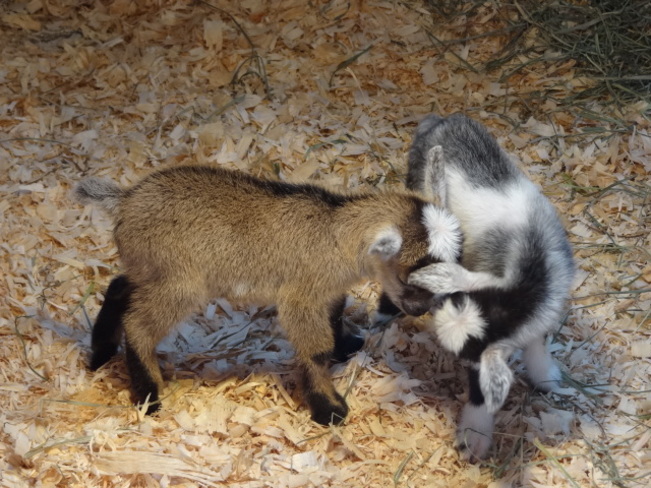 SMALLEST BABY GOATS Victoria, BC