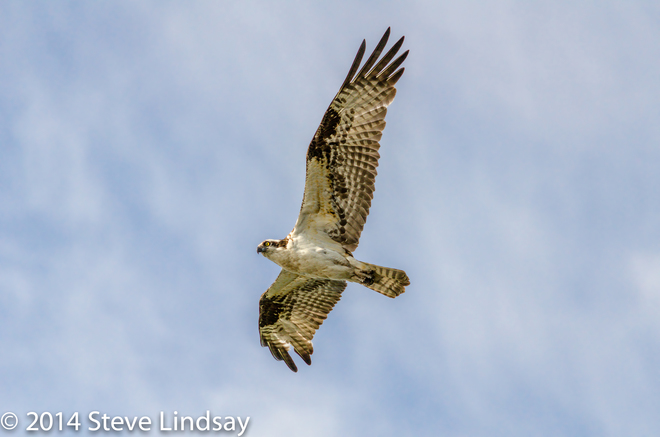 Osprey fly by Kitchener, ON
