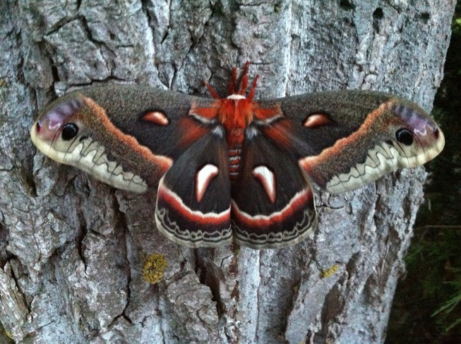 huge moth Wheatley, Ontario Canada