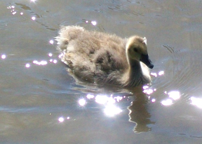 a Canada Goose Gosling London, ON