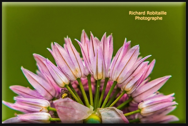 Fleur de ciboulette Dunham, QC