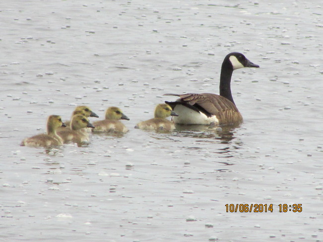 the baby geese are growing...... how cute are they. :) Joggins, NS