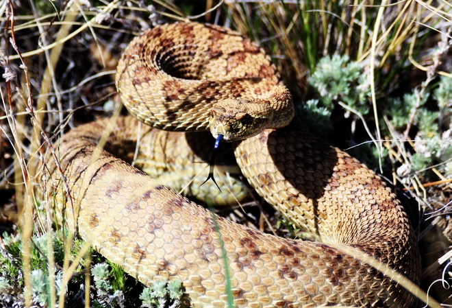 prairie rattle snake Brooks, AB