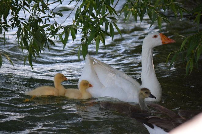 White Geese New Family! St. Catharines, ON
