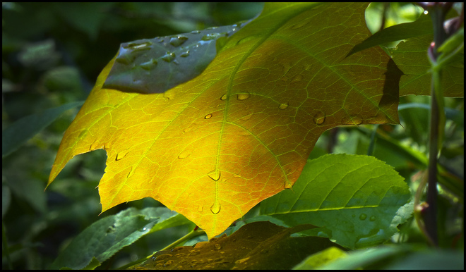 Sheriff Creek leaf with dew. 