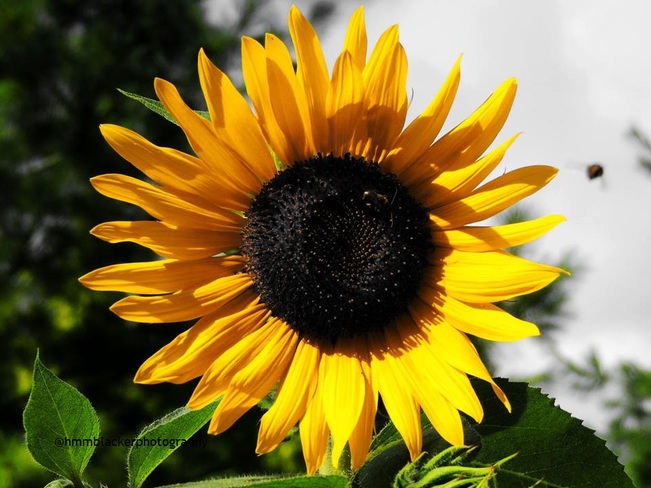 Sunflower Sarnia, ON
