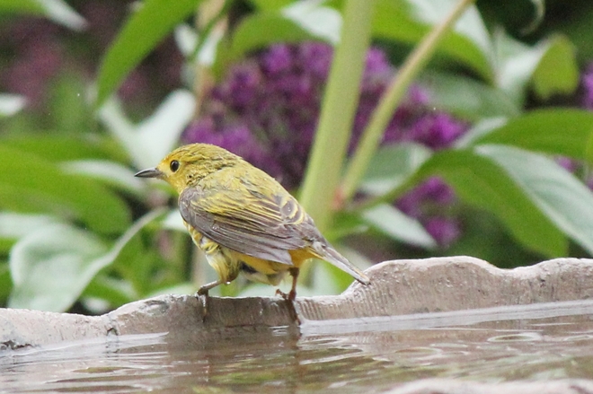 Yellow Warbler After the Bath Vanscoy, SK
