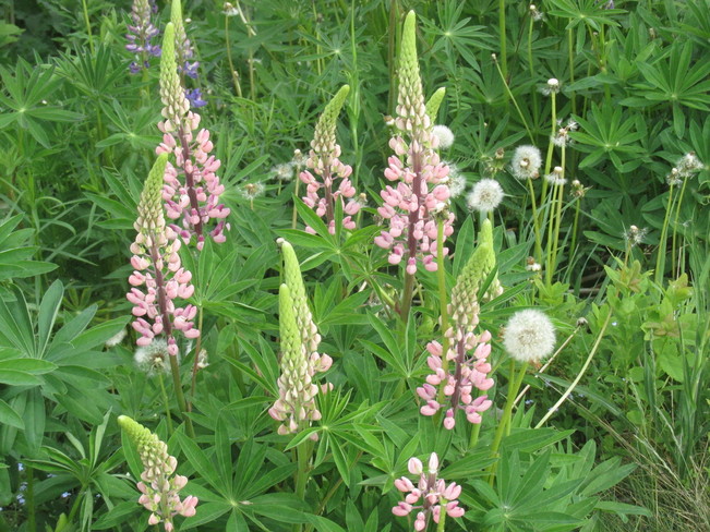 Lupins line one of the pathways in Sackville W Fowl Park Sackville New Brunswick