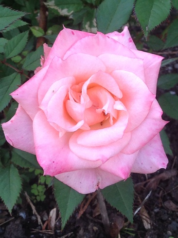 rose Brockville, Ontario Canada