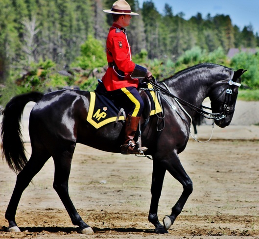 Magnifique chevaux de la GRC La Baie, Saguenay, QC