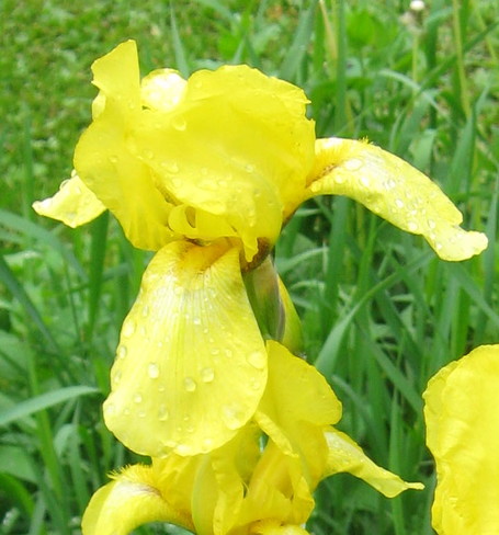 Iris after the rain Arthur, ON