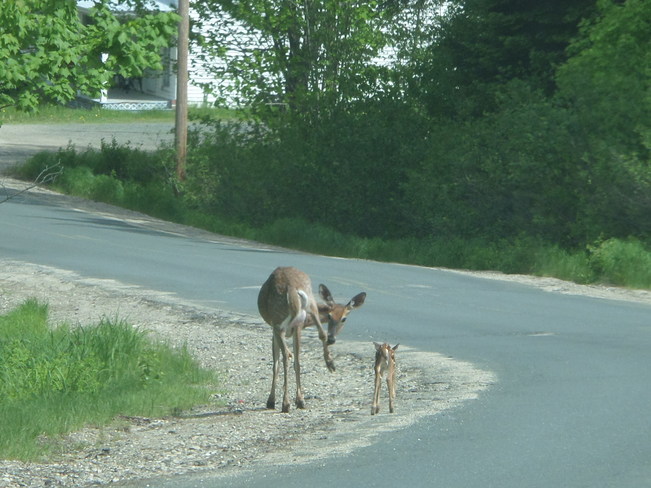 mother and baby Trout Brook, Miramichi, NB