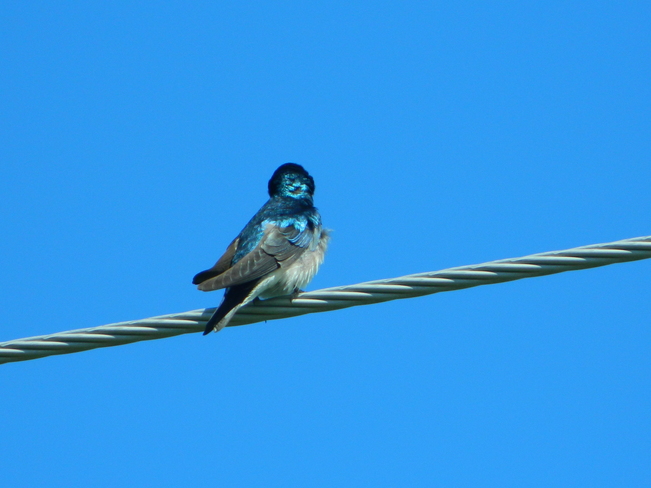 Tree Swallow Bradford West Gwillimbury, ON