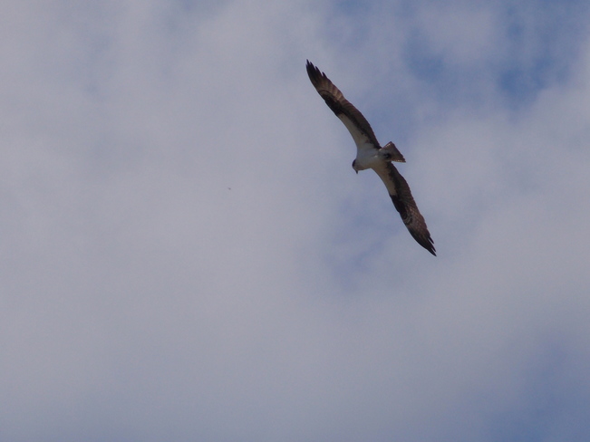 Red-Tailed Hawk Hamilton, ON