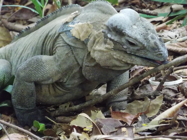 Iguana Bávaro, La Altagracia, Dominican Republic